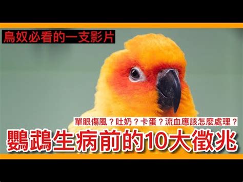 死鳥處理|【小鳥死掉】後院發現小鳥生死不明！專業解答，教你妥善處理